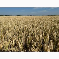 Богемія елітне насіння озимої пшениці