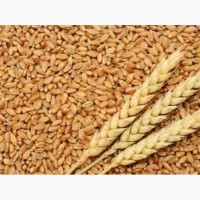 Зерно фуражне (пшениця) Продам