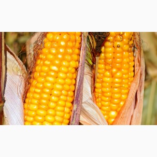 Насіння Кукурудзи - Найкращі Гібриди