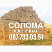 Солома пшеничная 2021г
