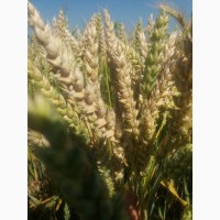 Канадские семена пшеницы Фопс 1-реп.(двуручка)