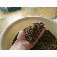 Реализуем Пшеницу Чорноброва - уникальный сорт