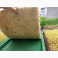 Реализуем Пшеницу Чорноброва - уникальный сорт