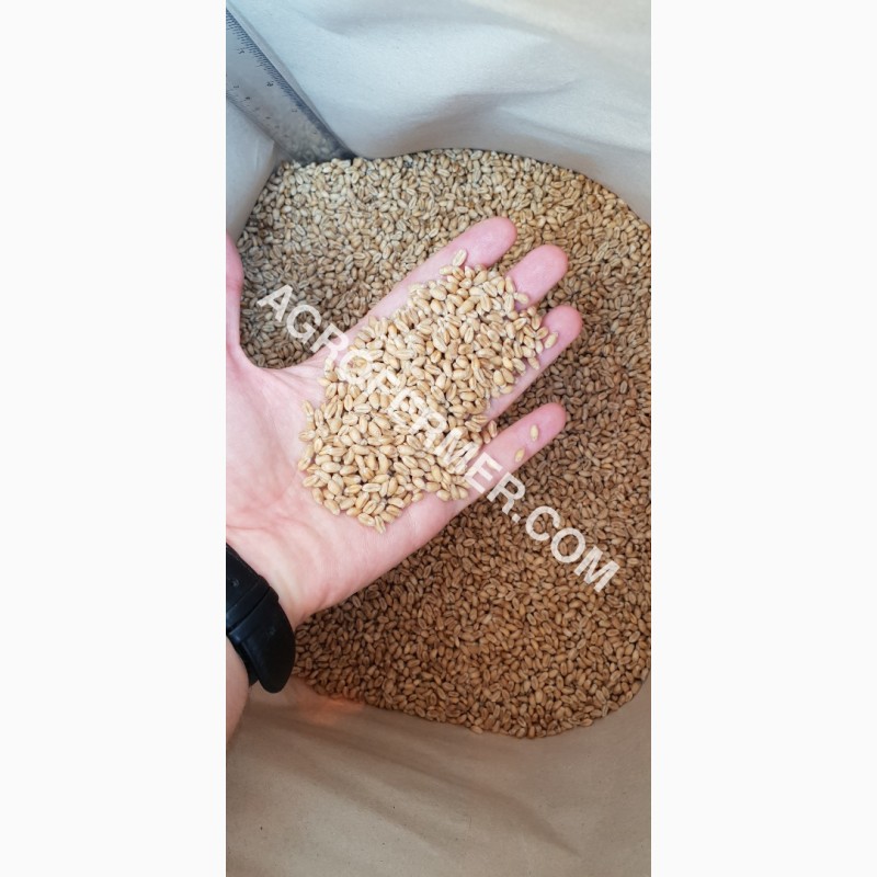 Фото 4. MASON - Мягкий канадский трансгенный озимый сорт (элита) пшеницы