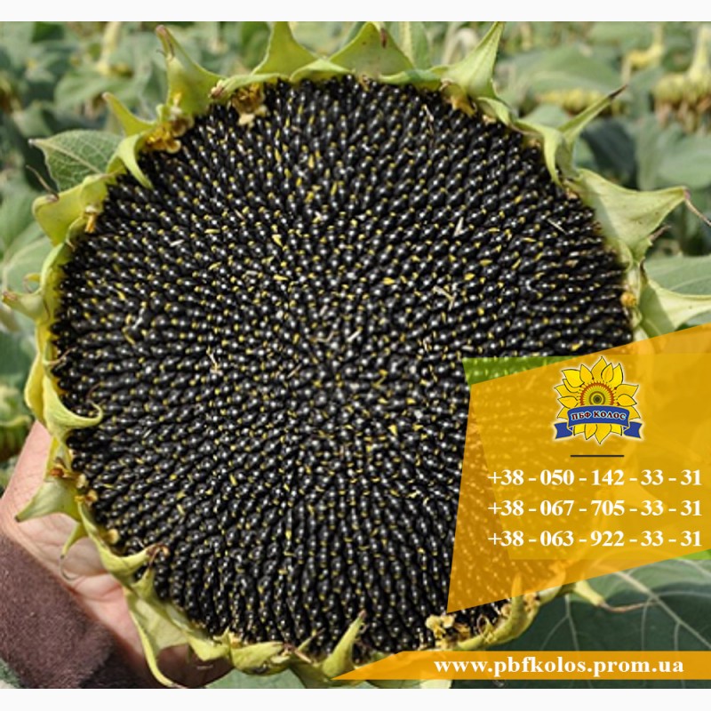 Фото 2. Семена подсолнечника / Сертифіковане насіння соняшника