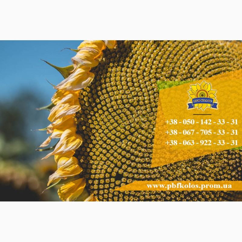 Фото 6. Семена подсолнечника / Сертифіковане насіння соняшника